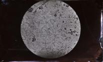 [Photomicrograph]