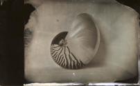 [Shell]