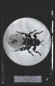 Sheep Tick