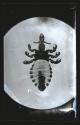 [Photomicrograph]