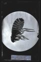 Dog Flea