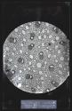 [Photomicrograph]