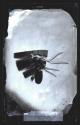 Jaws of Saw-fly