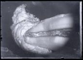 [Specimen]