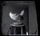 [Stuffed bird]