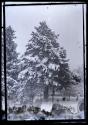 [Snow covered evergreen]