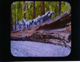 Our of the Dead Trees Cal.