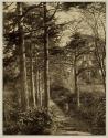 [Path in the woods with figures posing]