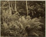Ferns, Wellington Rivulet