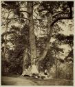 Group of Firs