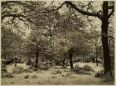 Snow scene in Epping forest