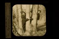 Browne & Hewitt, Morris Woods Near Wynnewood Pa.