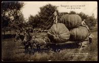 Pumpkins grown on our soil are profitable