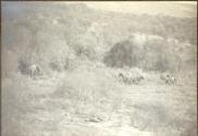 Seven Elephants in the Bush