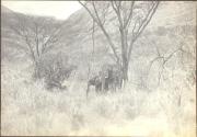 Mother and Son Elephants Under a Tree