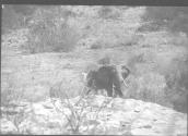 Large Elephant Approaching Rock in Foreground