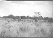 Rear View of Two Elephants