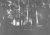 Forest View of Lake Paradise