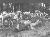 Herd of Camels with Guide