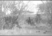 Large Elephant Watching Photographers