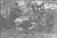 Lake Paradise Through the Trees