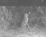 Leopard on Hind Legs