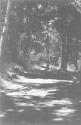 Sun-Dappled Trail