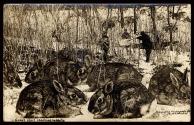 Great sport shooting rabbits