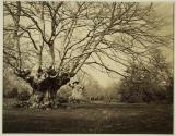Burnham Beeches
