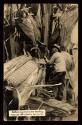 Gathering corn in our country