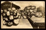 Loading Tomatoes for shipment