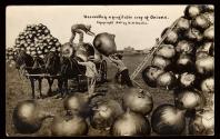 Harvesting a profitable crop of onions