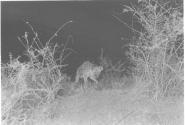 Spotted Hyena Tracking Bait at Night