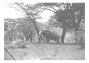 Solitary Elephant Walking in the Bush