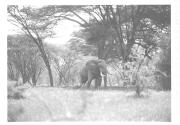 Elephant Walking in Brush