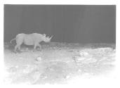 Large Rhino at Night
