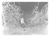 Spotted Hyena at Night