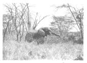 Elephant Eating a Tree