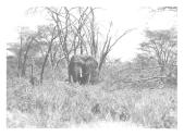 Large Elephant Facing Camera