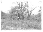 Large Elephant, Ears Flat to his Head