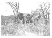 Large Elephant Standing in Grass