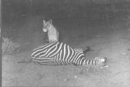 Young Lion Standing Over Zebra Carcass