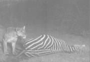 Young Lion Feeding on Zebra