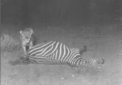 Young Lion Standing on Zebra Tail
