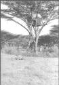 Mrs. Johnson Under Tree with Blind