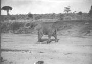Large Elephant Walking Across Desert