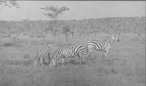 Three Zebra Eating Grass