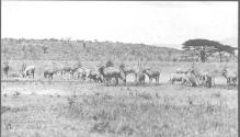 Herd Of Oryx