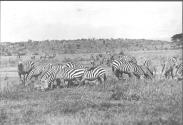 Herd of Zebra at Watering Hole