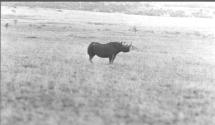 Rhino Standing in Grass